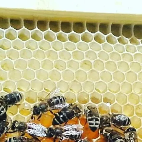 Honey-House “Kastrioti” Lägenhet Përmet Rum i privatbostad
